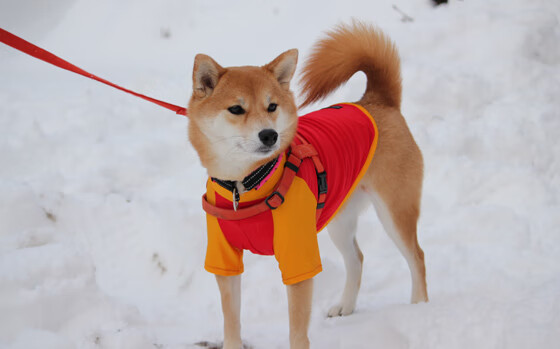 开云体育APP下载-_森林狼迎来黄金时段，逐步缩小差距_，森林狼战绩