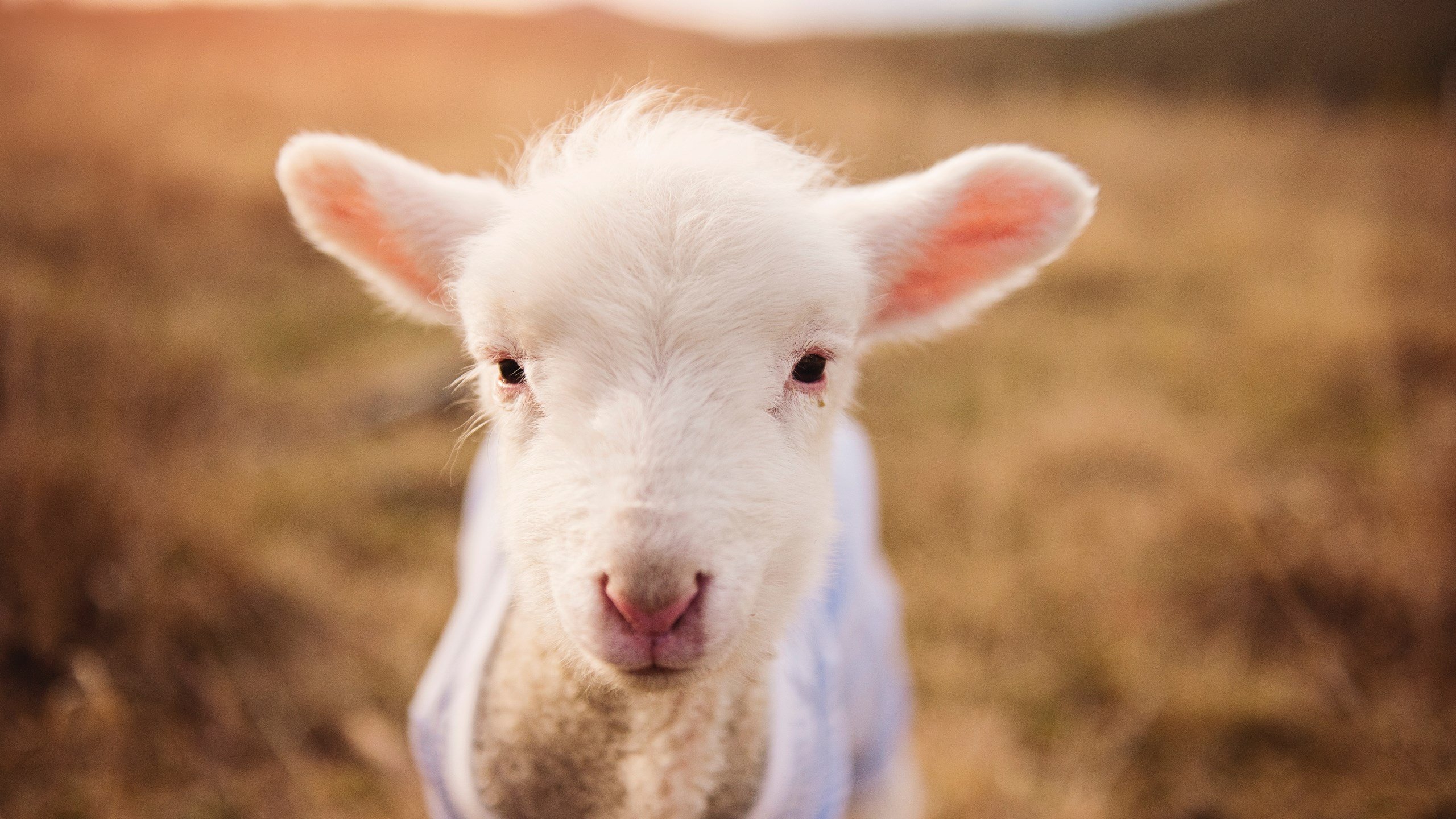 开云首页登录-_电动滑板比赛：城市速度新宠_，电动滑板2021新规