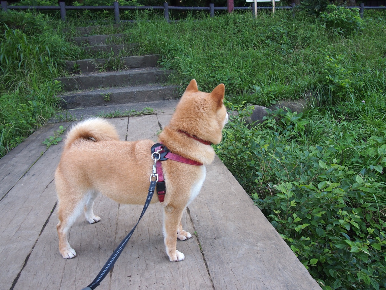 开云首页登录-_运动员饮食：科学营养助力比赛状态_，运动员营养膳食需求
