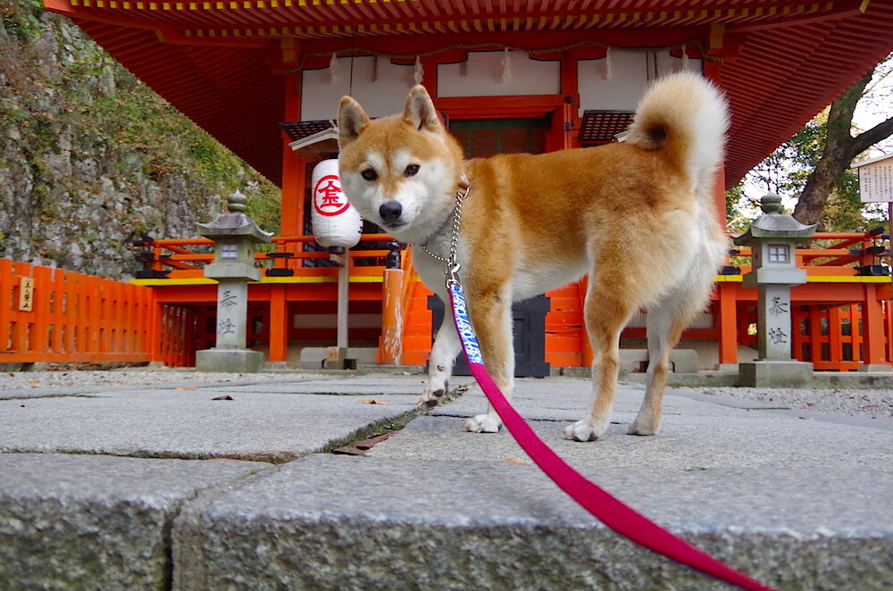 kaiyun体育综合-“农村足球振兴计划全面启动，普及基层足球运动”，乡村足球俱乐部