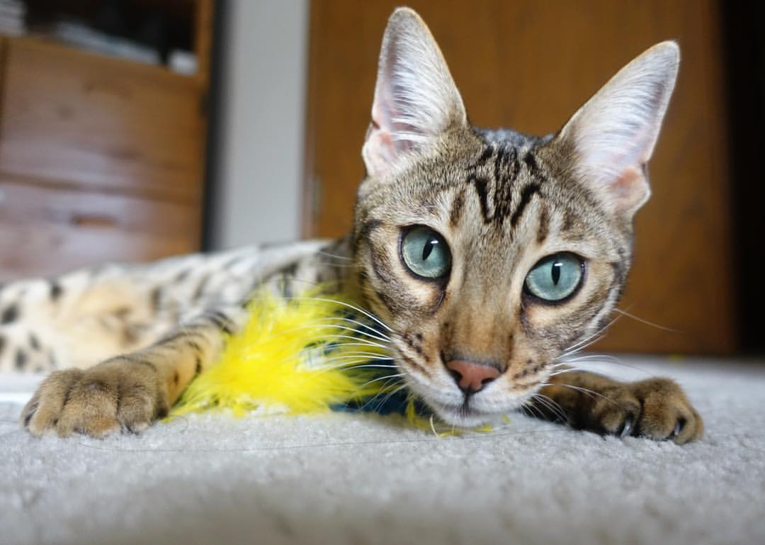 kaiyun登录入口-“英超争夺战失误频发，榜首格局摇摆不定”，“英超”