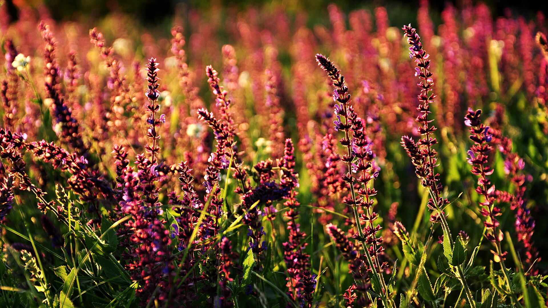 开云下载-升班马表现出色，意甲赛场掀起“黑马风暴”，什么叫升班马球队