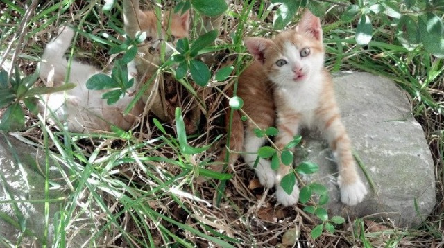 开云下载-明星对决：张伟爆砍32分，攻防俱佳！，明星张伟男