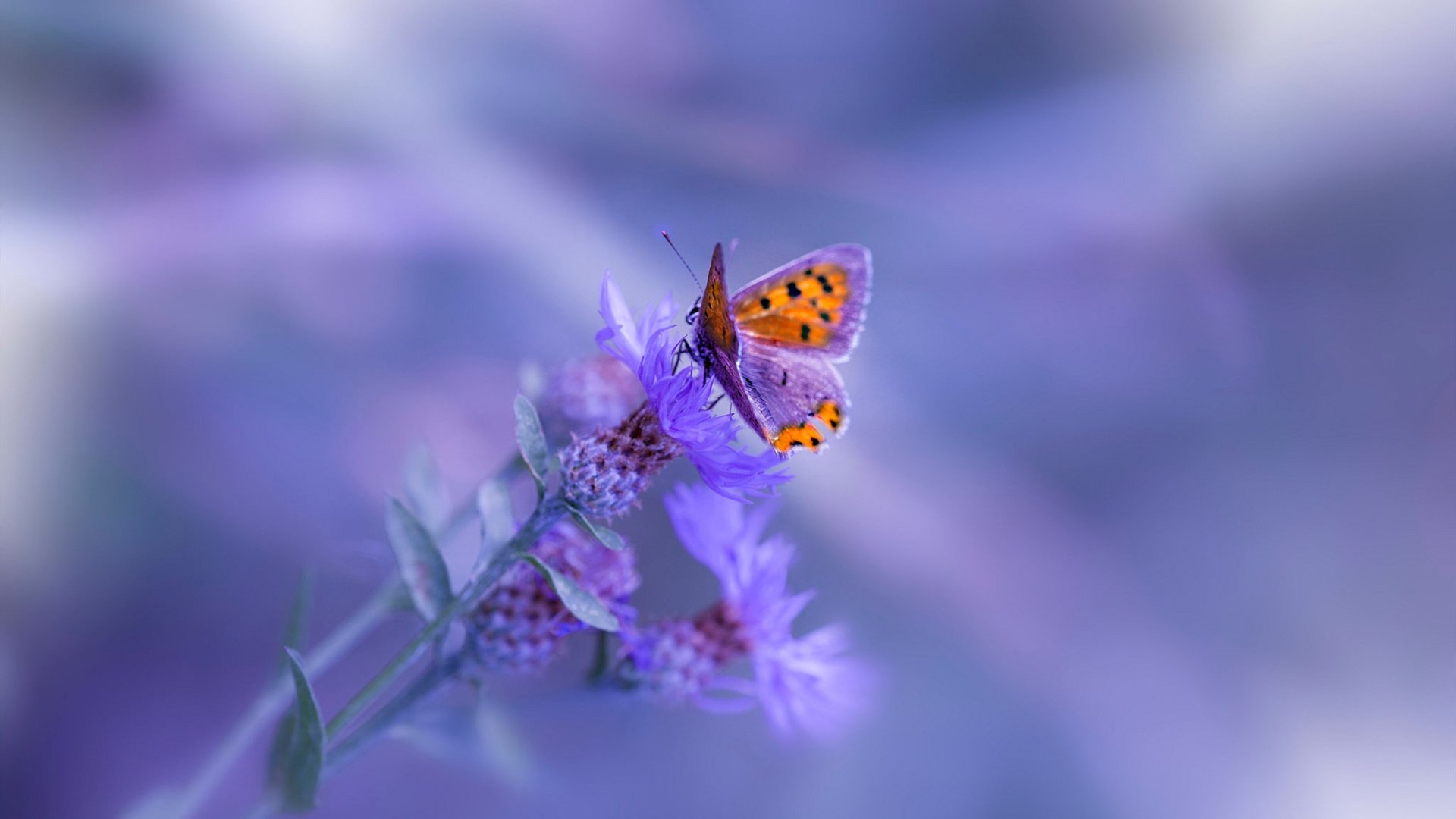 开云中国大陆-步行者完封湖人，系列赛焦点战中哈利伯顿带伤作战，哈登和两将加盟步行者