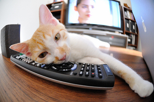 kaiyun体育综合-“SHO-CHAN Run 2025：跑者狂热，香港再掀赛事高潮”