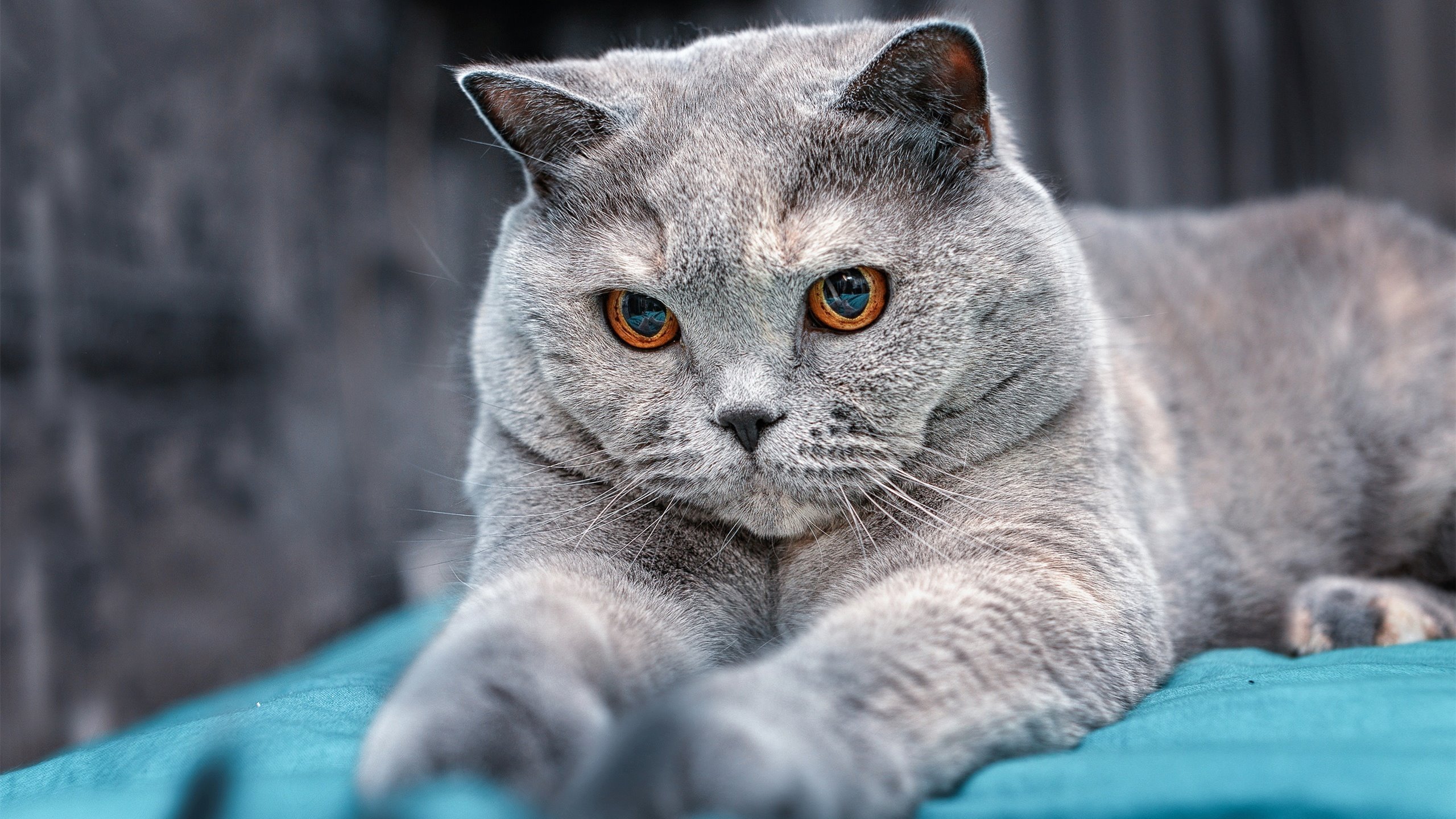 开云官网首页-球队双核之间的攻防协同机制分析，nba双核建队思路