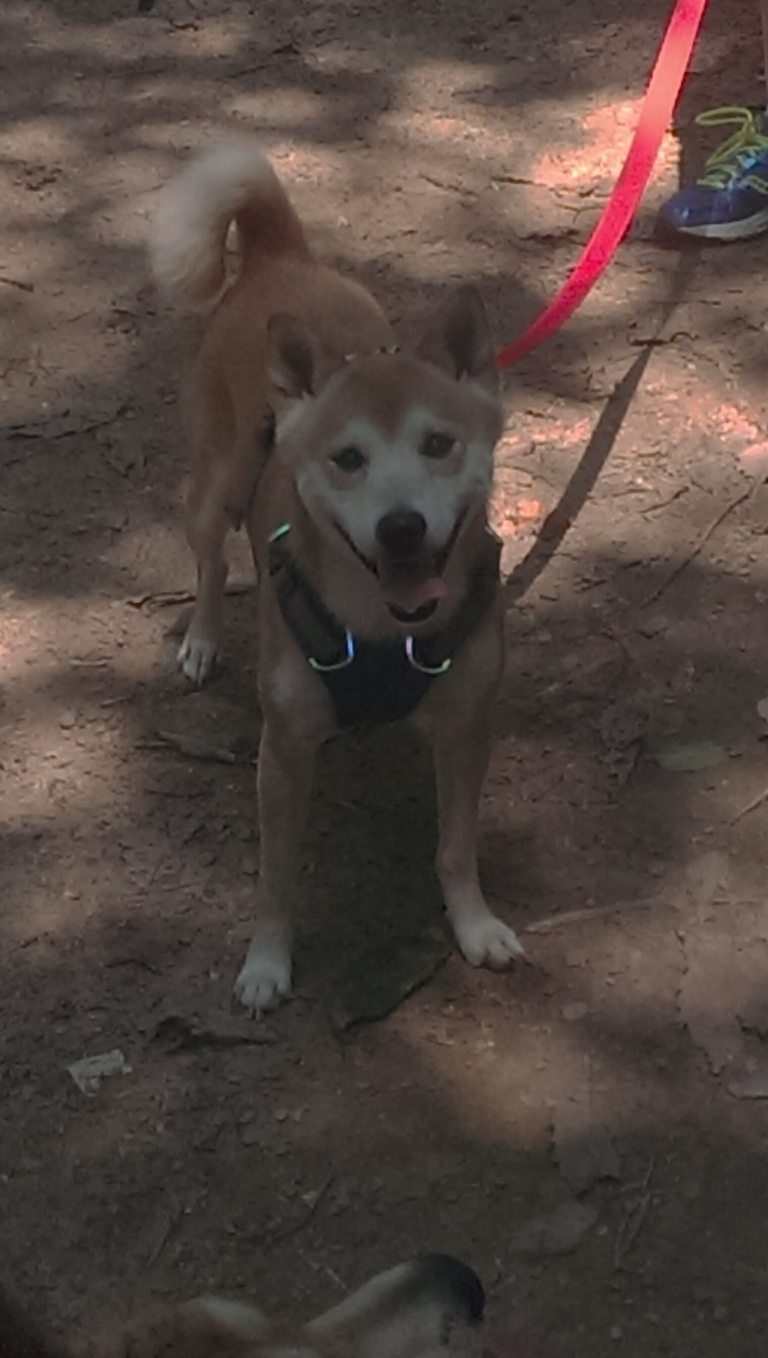 开云体育官方网入口-“安赫尔·巴尔博萨的突破能力与强硬作风，帮助美洲狮队建立强大进攻核心”